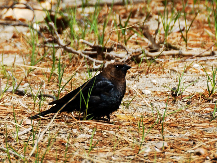 cowbird1