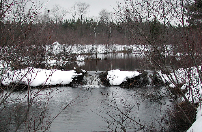 dam1