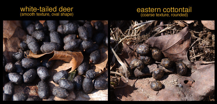 deer.rabbit_feces2