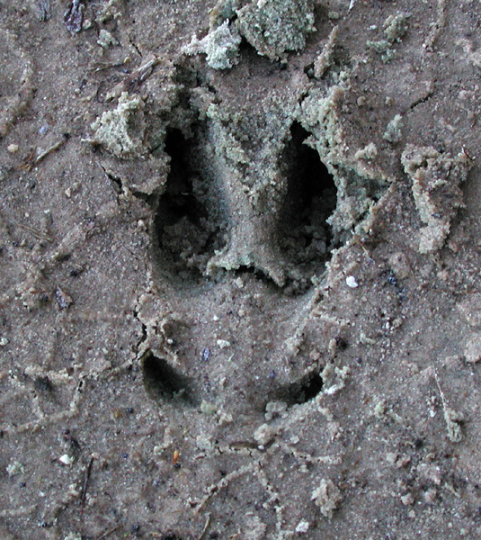 deerprints