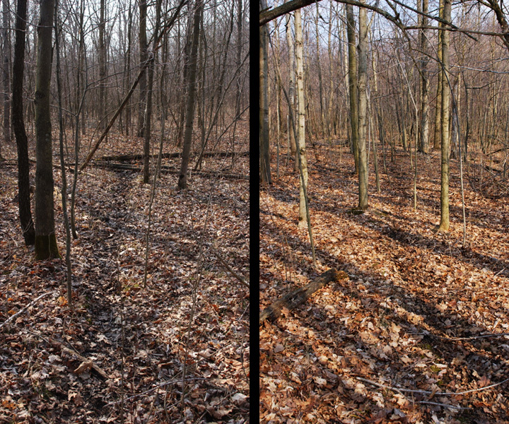 deertrails