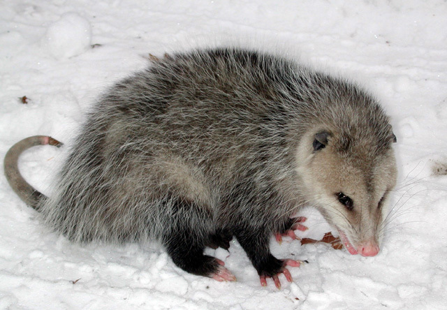 didelphis_virginiana