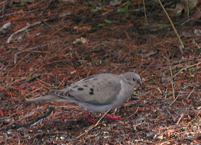 dove3