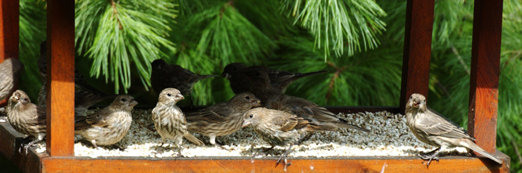 feederfinches