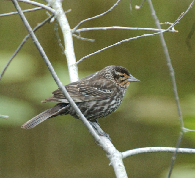 female_redwing