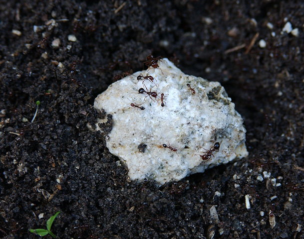 fire_ants