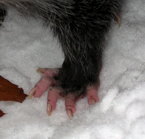 forefoot