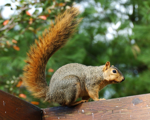 fox_squirrel