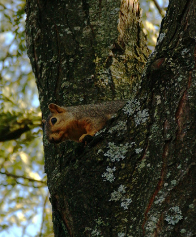 fox_squirrel1