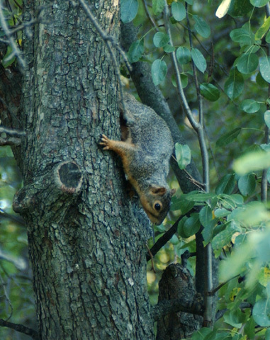 fox_squirrel2