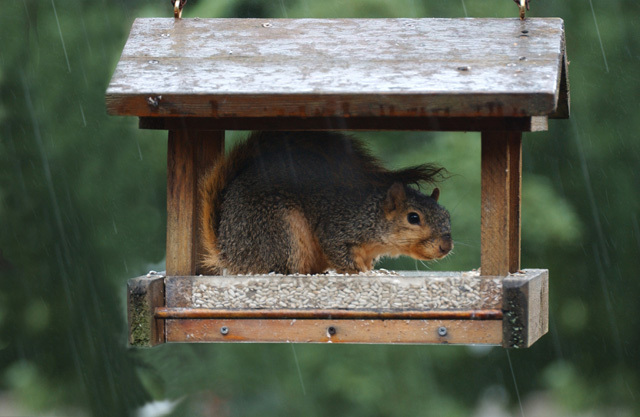 fox_squirrel_in_rain