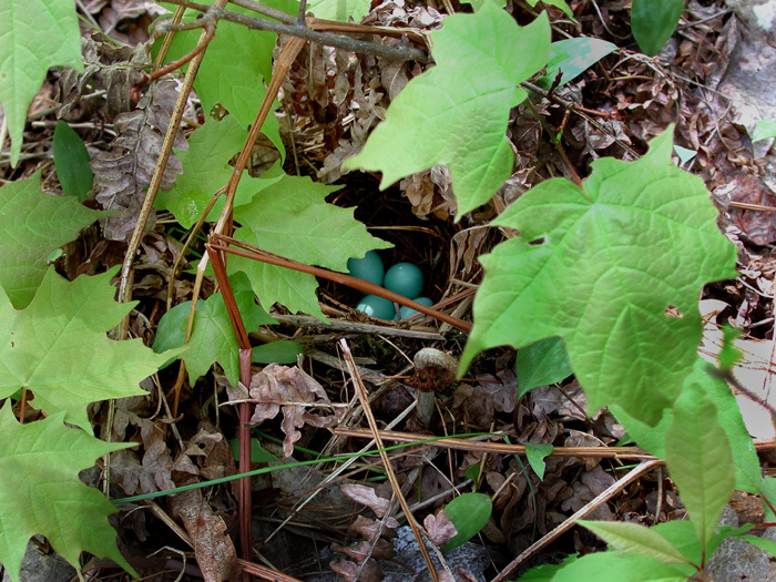 hermitthrush_nest