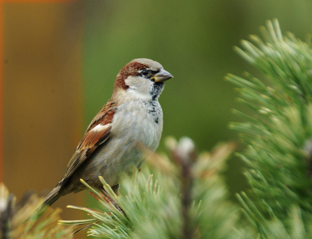 house_sparrow