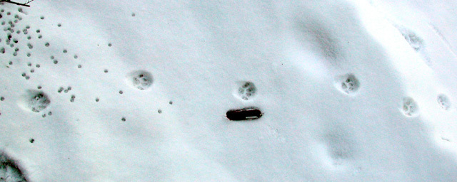 housecat_tracks1