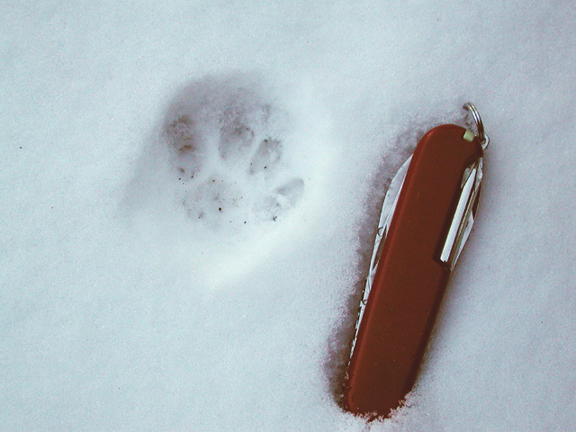 housecat_tracks2