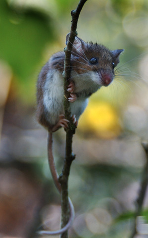 leucopus