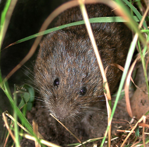 microtus2