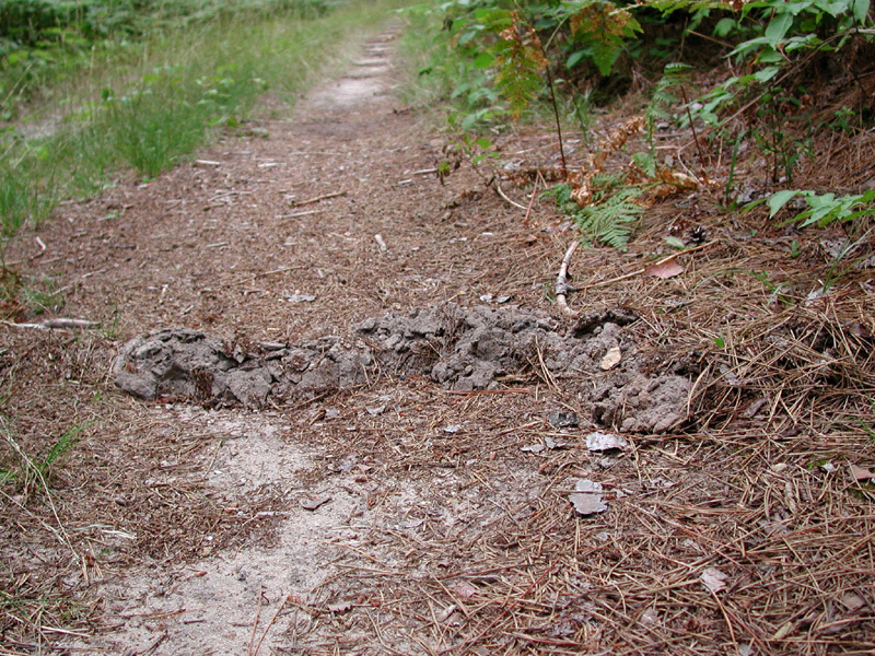molehole