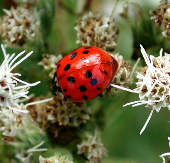 mulsantina_picta