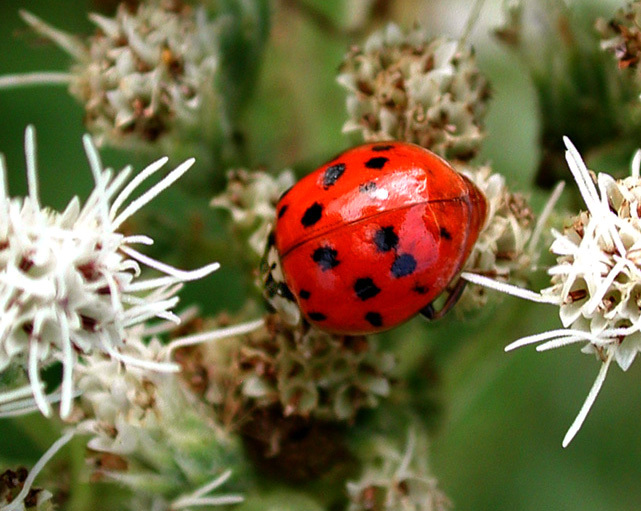 mulsantina_picta2