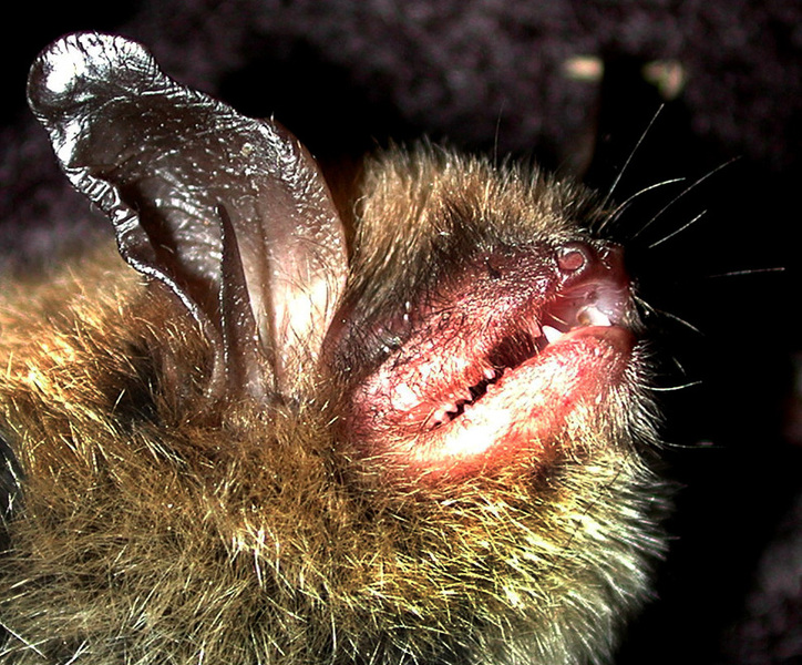 myotis_sept_good