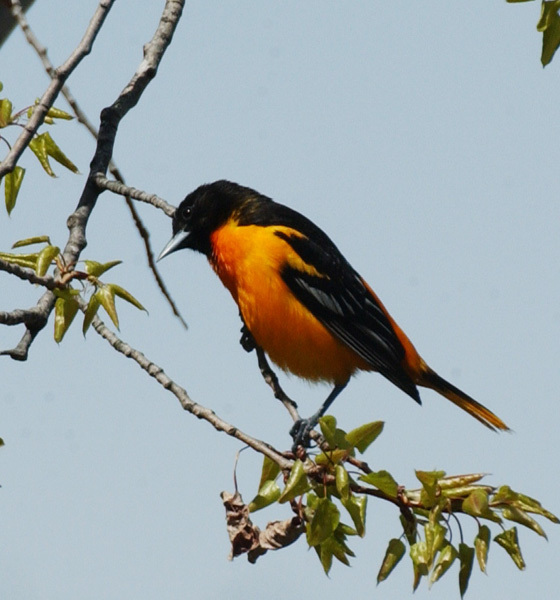 oriole1