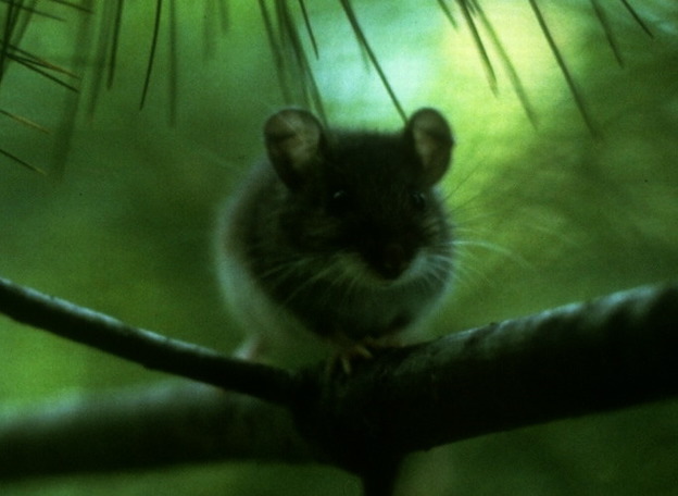 peromyscus_leucopus_38