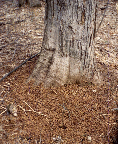 porcupinedroppings