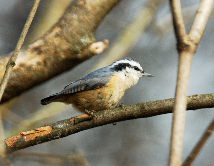 rb_nuthatch