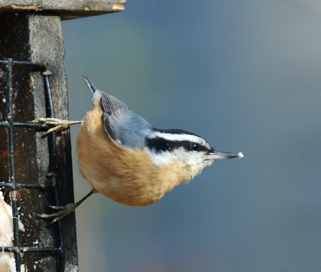rb_nuthatch2