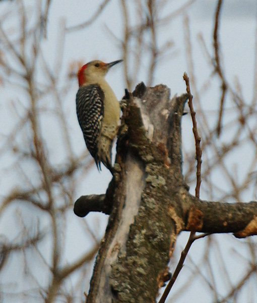 redbelly