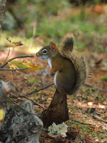 redsquirrel1