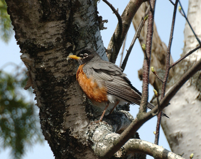 robin3
