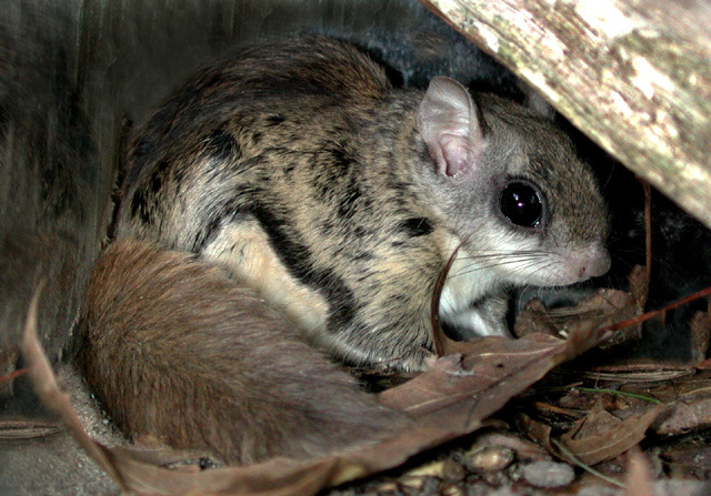 sabrinus1