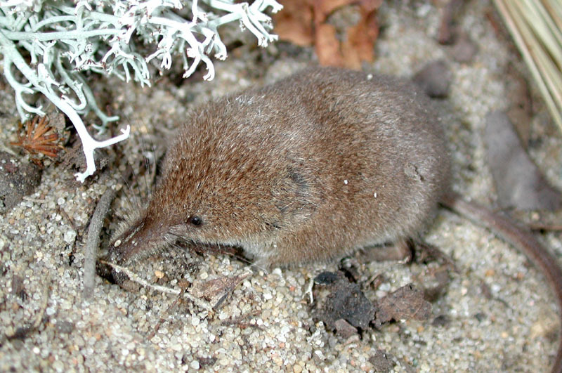 shrew3