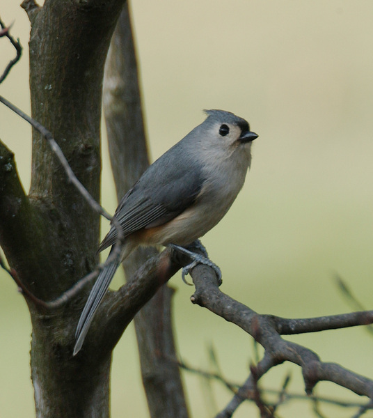 titmouse2