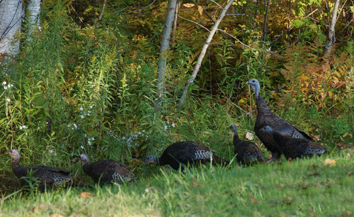 turkey2