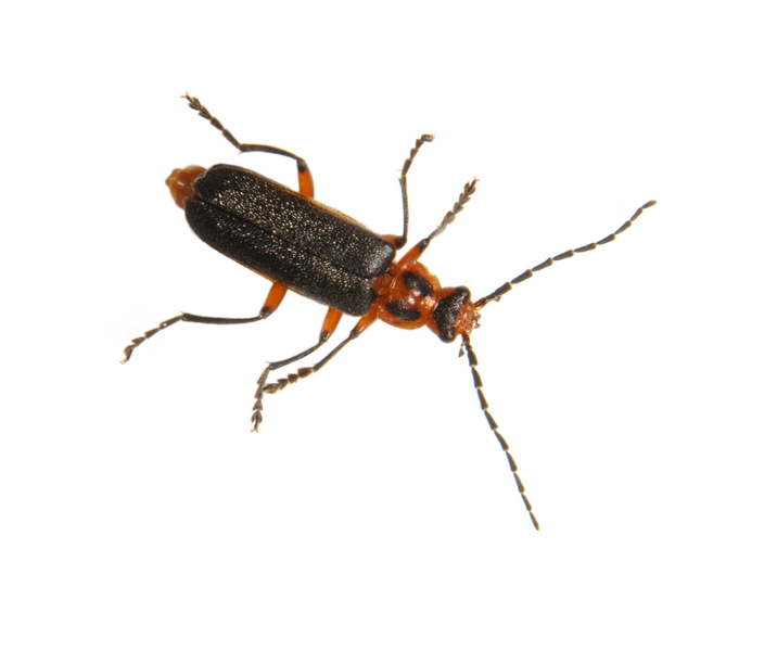 Cantharidae4623