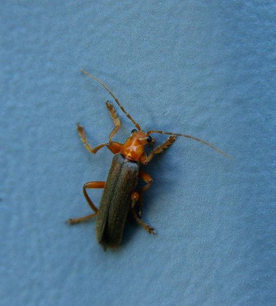 Cantharidae5496