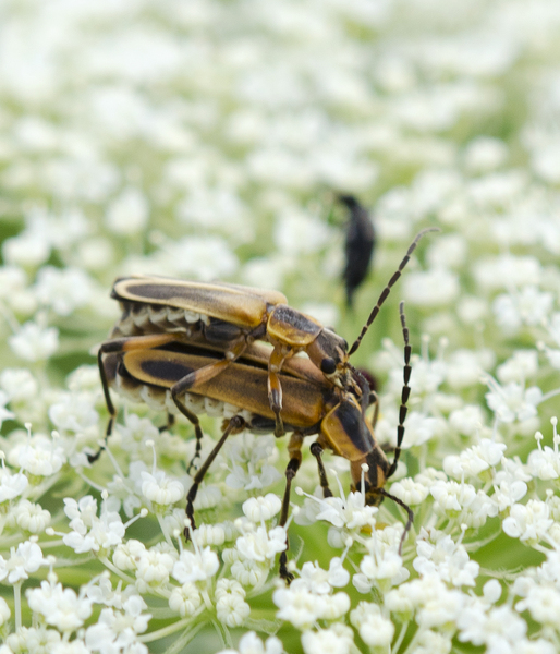 chauliognathus3125