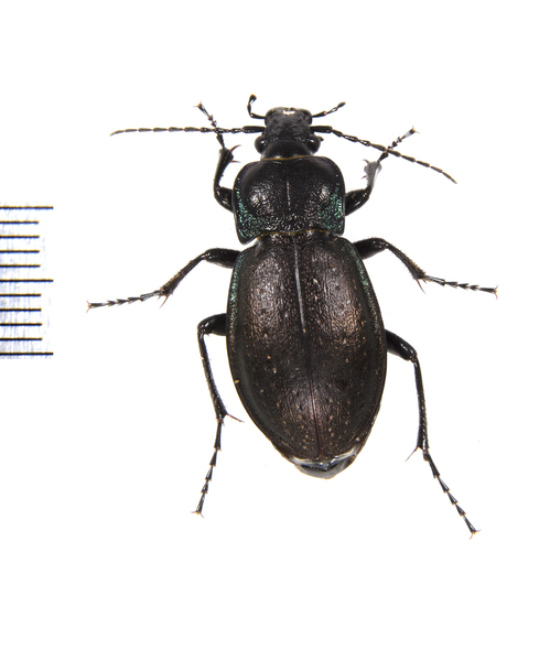 Carabus9884