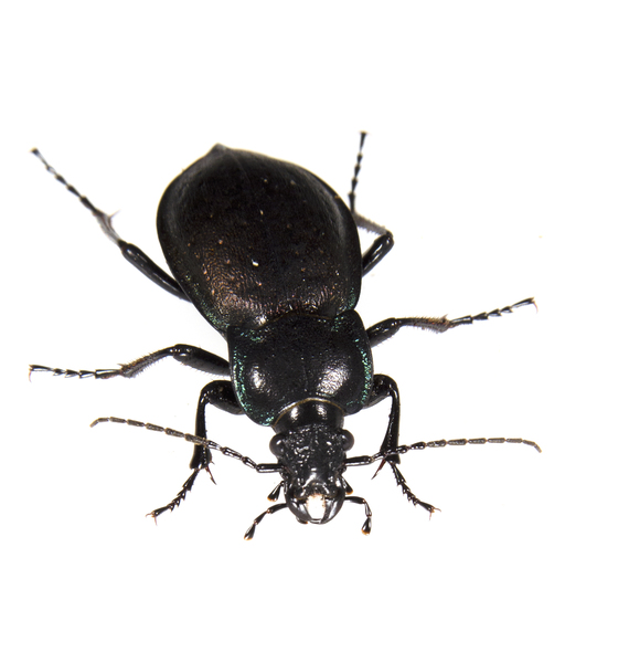 Carabus9887