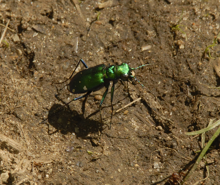 Cicindela0045