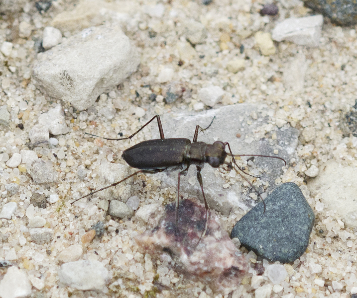 Cicindela3733