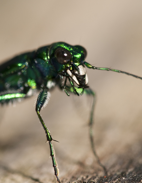Cicindela7234