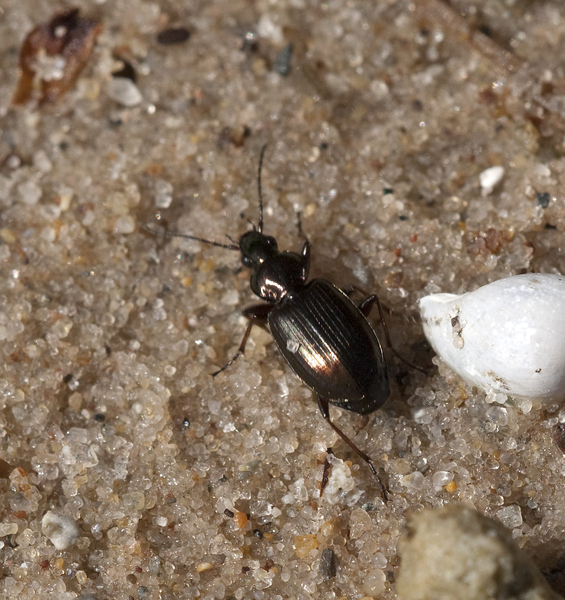beetle0231