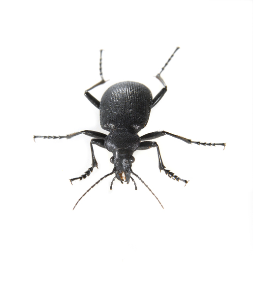 carabid3153