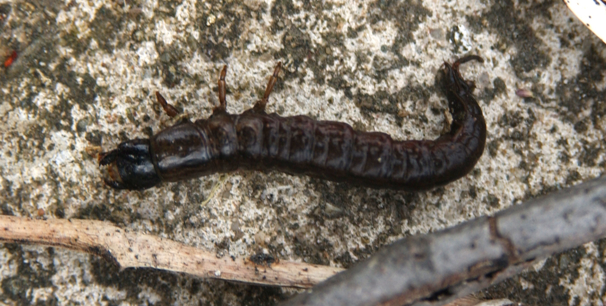 carabid_larva4033