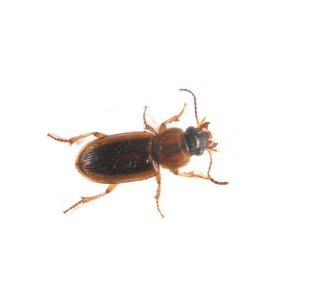 carabidae1239