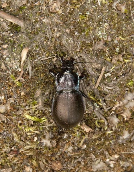 carabus2515